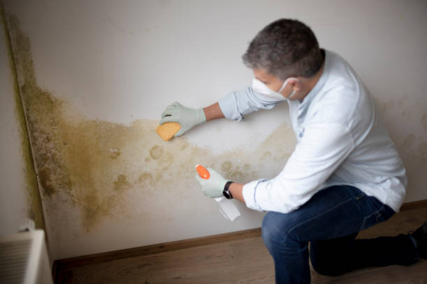 Biohazard Mold Removal in Norwood, OK