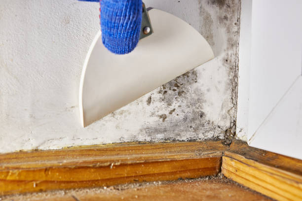 Best Dehumidification Services  in Norwood, OK
