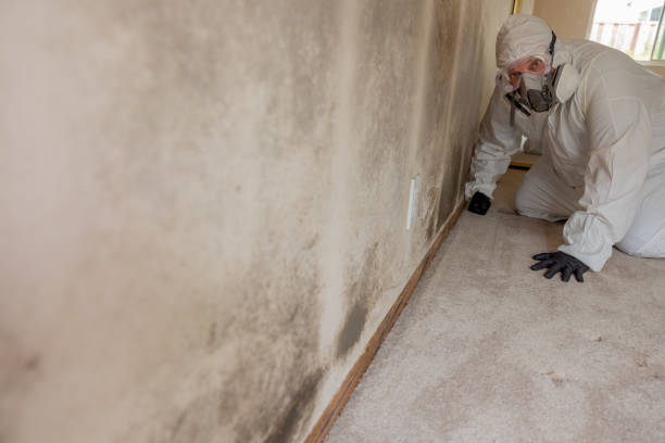 Norwood, OK Mold Removal Company